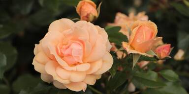 Peach Fuzz: 10 Bl&uuml;ten, die die Trendfarbe des Jahres in die Beete bringen