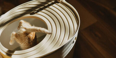 Katzenbesitzer aufgepasst: Dieses selbstreinigende Katzenklo ist jetzt 33 % reduziert