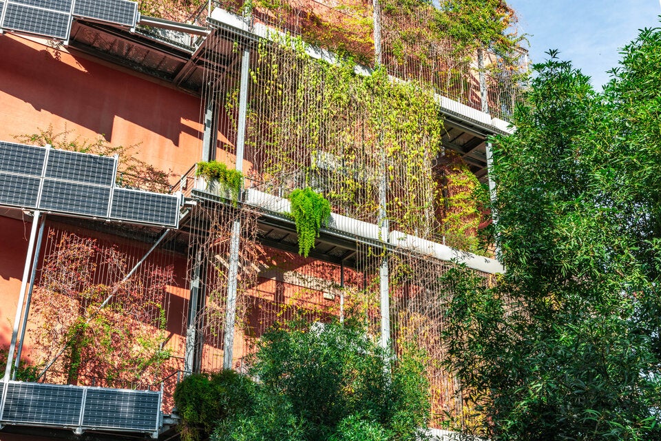 Achtung: Diese Pflanzen haben auf Ihrem Balkon nichts verloren