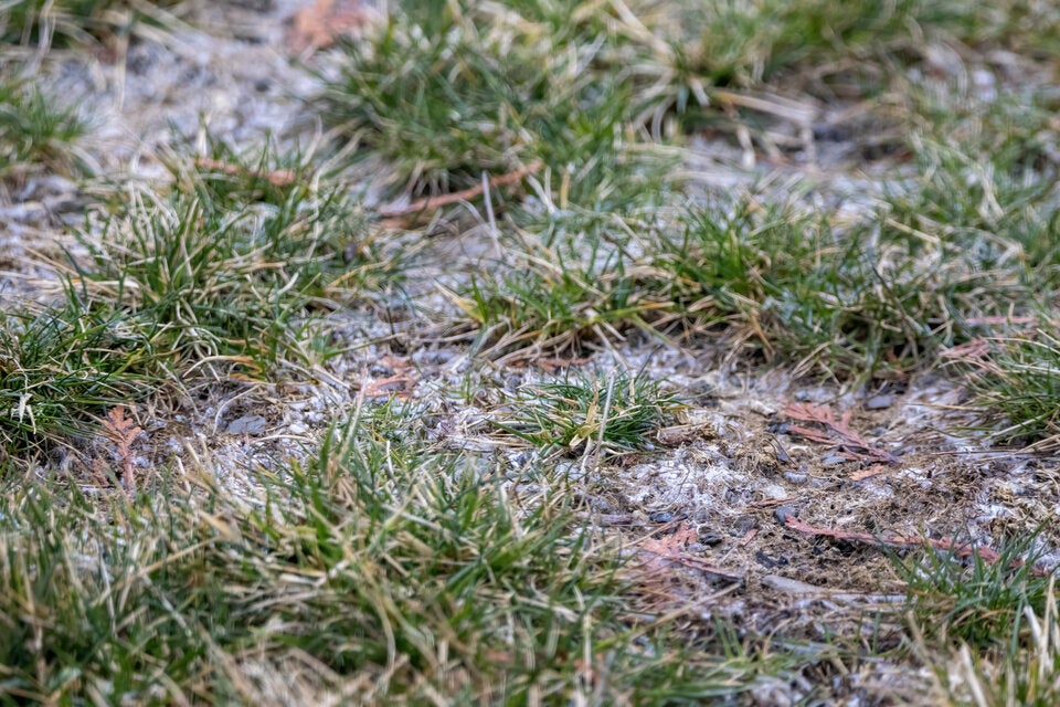 Die 8-Grad-Regel: Ab wann darf man den Rasen wieder mähen?