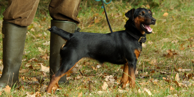 Deutscher Jagdterrier