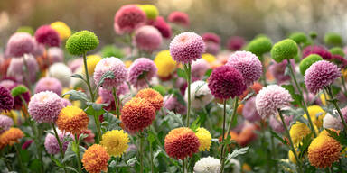 Chrysanthemen: Die letzten Herbstblumen im Garten