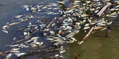 Fischsterben
