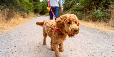 DIESES Land verbietet jetzt Gassigehen mit Hunden