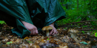 Streunende Hunde zerfleischen Pensionist beim Schwammerlsuchen