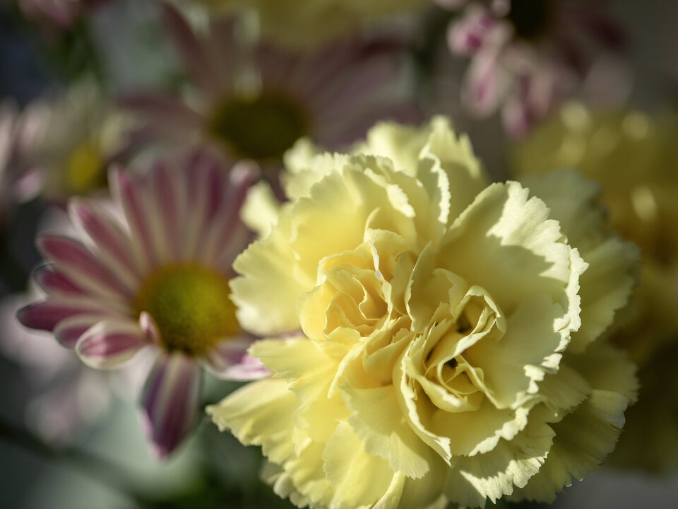 Falsche Botschaft: Diese Blumen sollten Sie nicht zum Muttertag verschenken