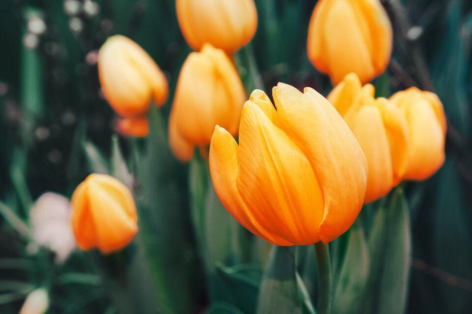 Frühblüher: So kommt jetzt Farbe in den Garten
