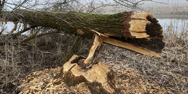 Nach Salzburg nun auch OÖ: Abschuss von Bibern steht bevor