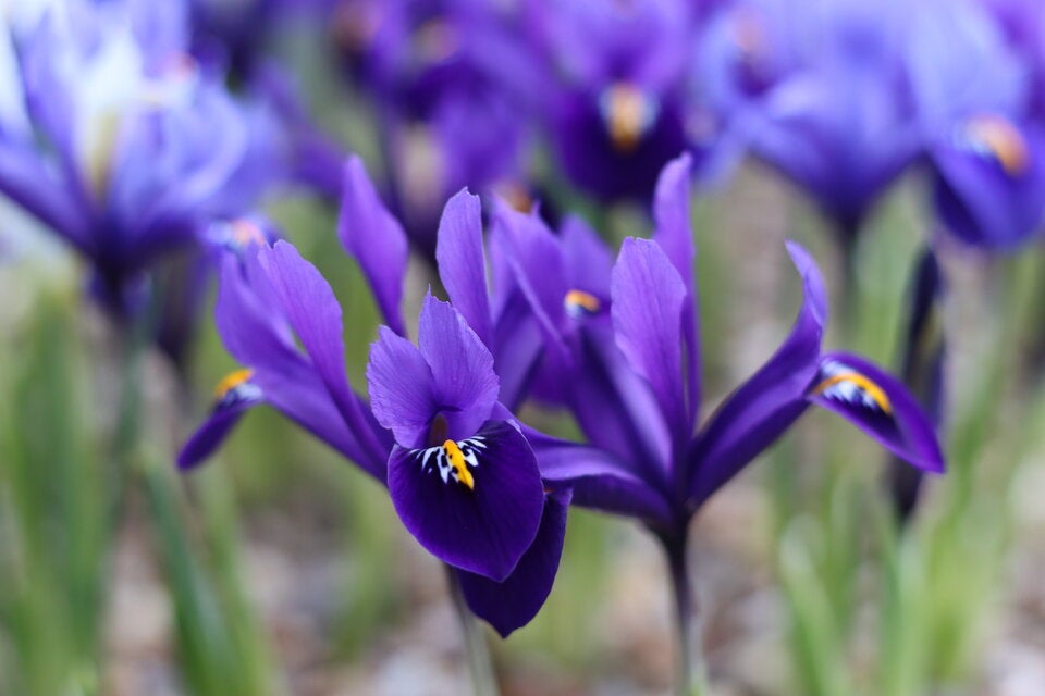 Frühblüher: So kommt jetzt Farbe in den Garten