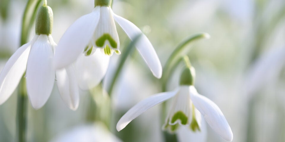Schneeglöckchen sorgen für Frühlingserwachen im Garten