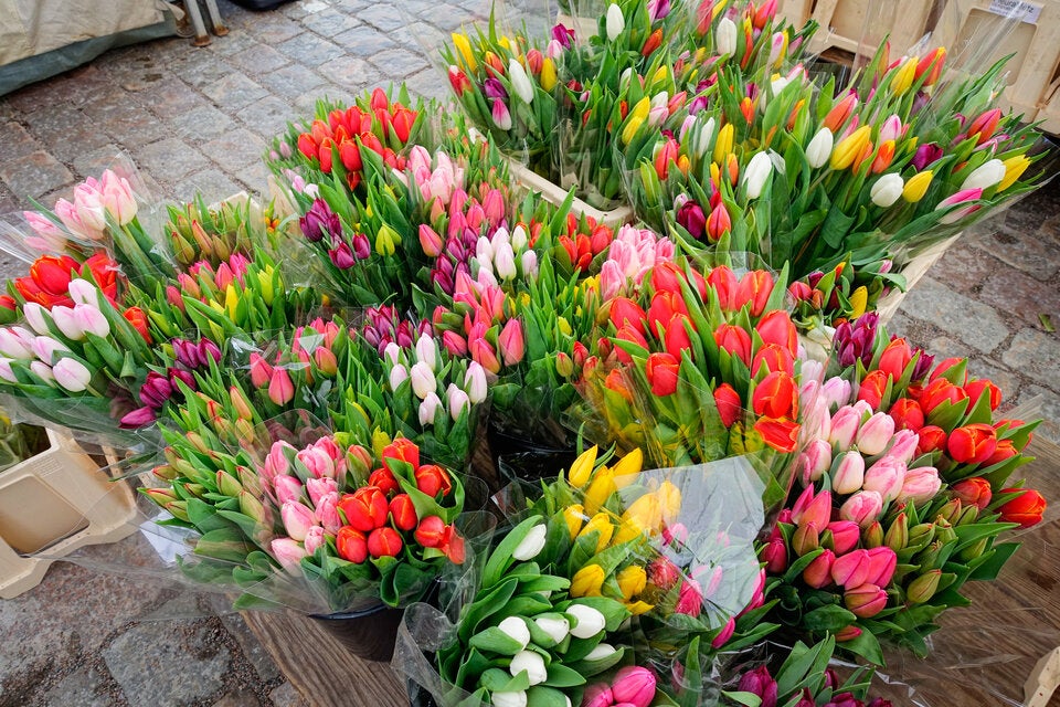 Finger weg: Warum Sie jetzt noch keine Tulpen kaufen sollten