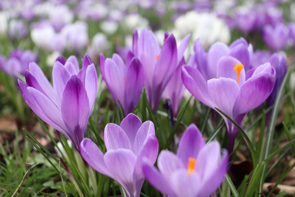 Frühblüher: So kommt jetzt Farbe in den Garten