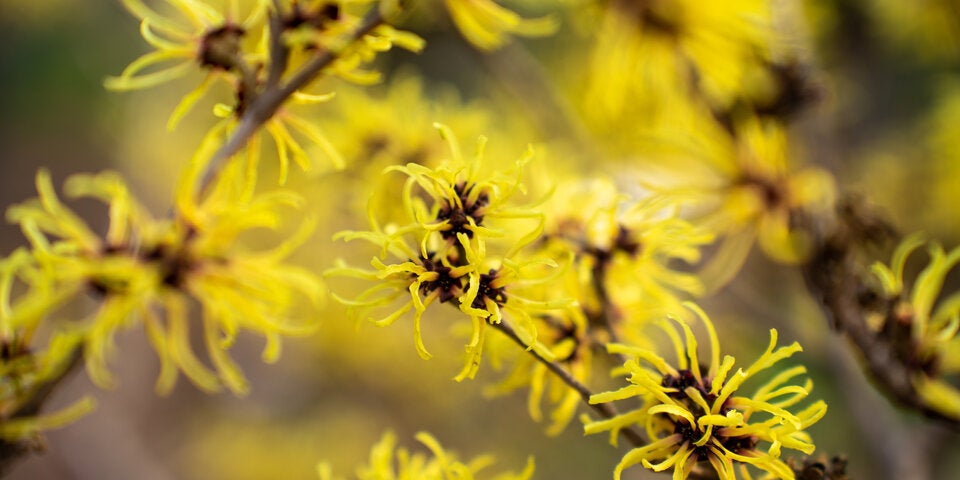 Hamamelis oder Zaubernuss erscheinen von Dezember bis zum zeitigen Frühjahr.