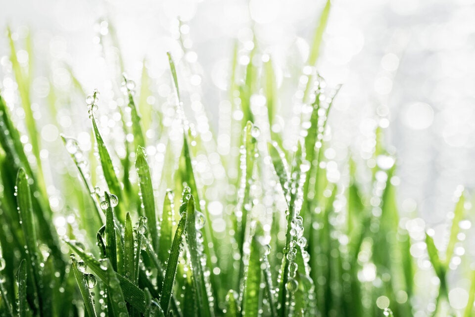 So retten wir Pflanzen und Rasen nach Dauerregen