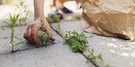 Unkraut ade: So werden Sie Moos, Algen und Co. los