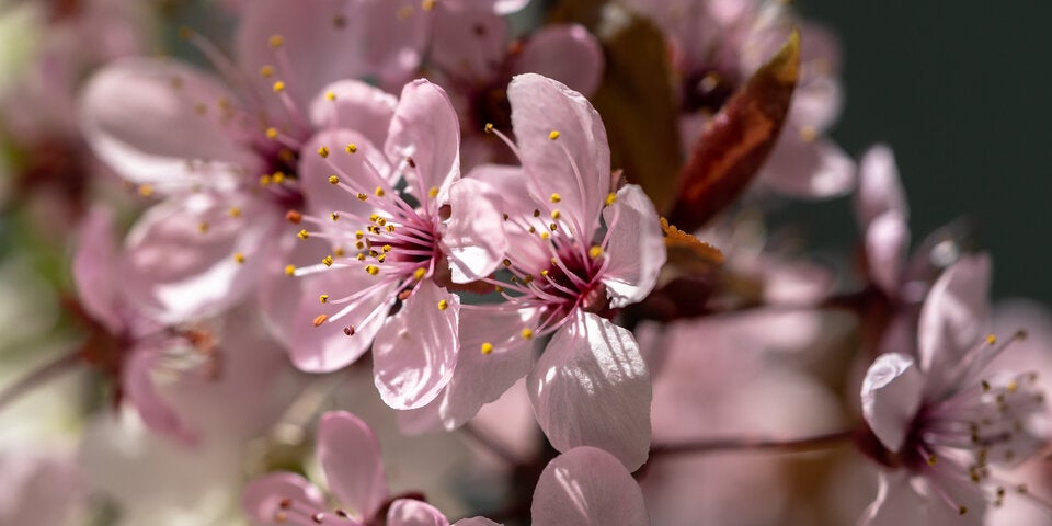 Herrscht kein Dauerfrost, schmückt die Japanische Zieraprikose den Garten im Februar mit rosa Blüten. 