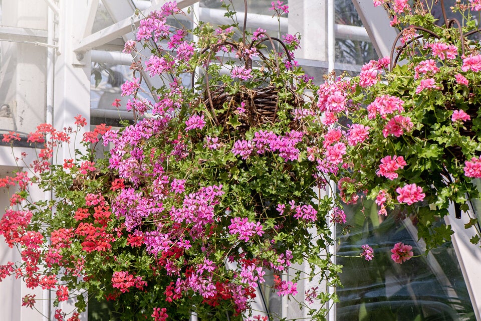 Vom Winterquartier in den Garten: Ab wann dürfen Ihre Pflanzen wirklich ins Freie?