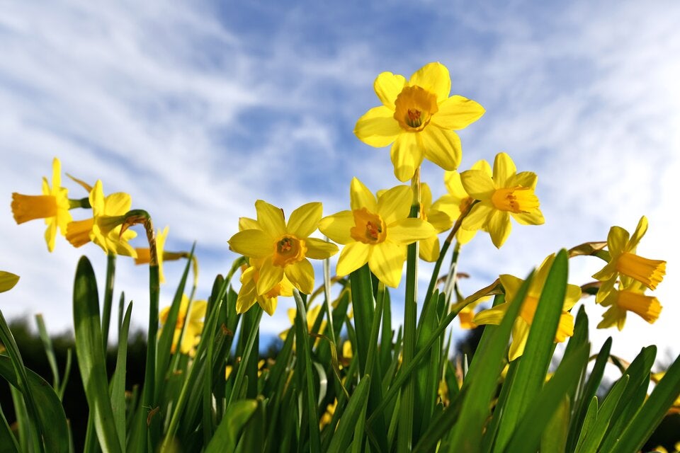 Frühblüher: So kommt jetzt Farbe in den Garten