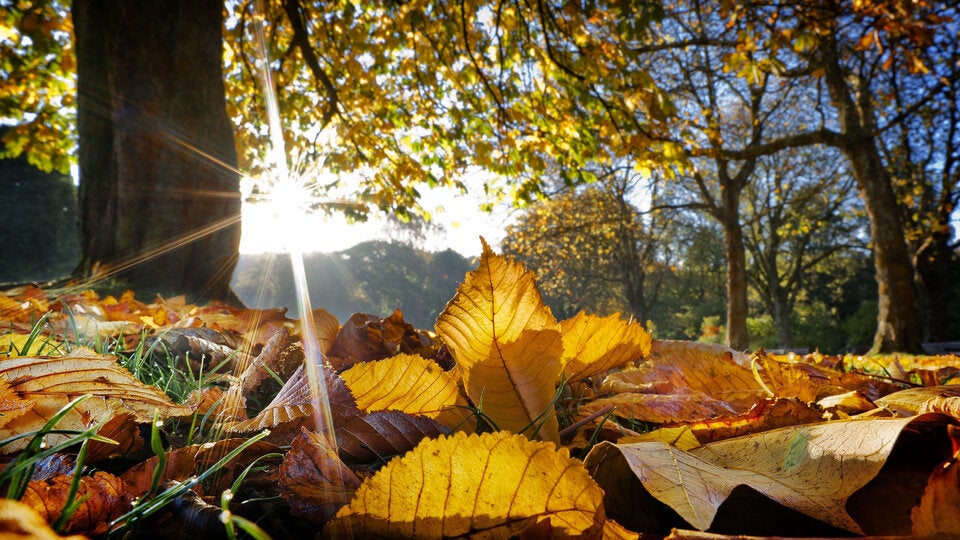 Garten-To-Dos im Herbst: Gut gerüstet für die Gartensaison 2025