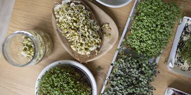 Sprossen & Microgreens: Gesunde Superfoods in der eigenen K&uuml;che z&uuml;chten