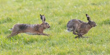 Kaninchenpest breitet sich in Nieder&ouml;sterreich rasant aus