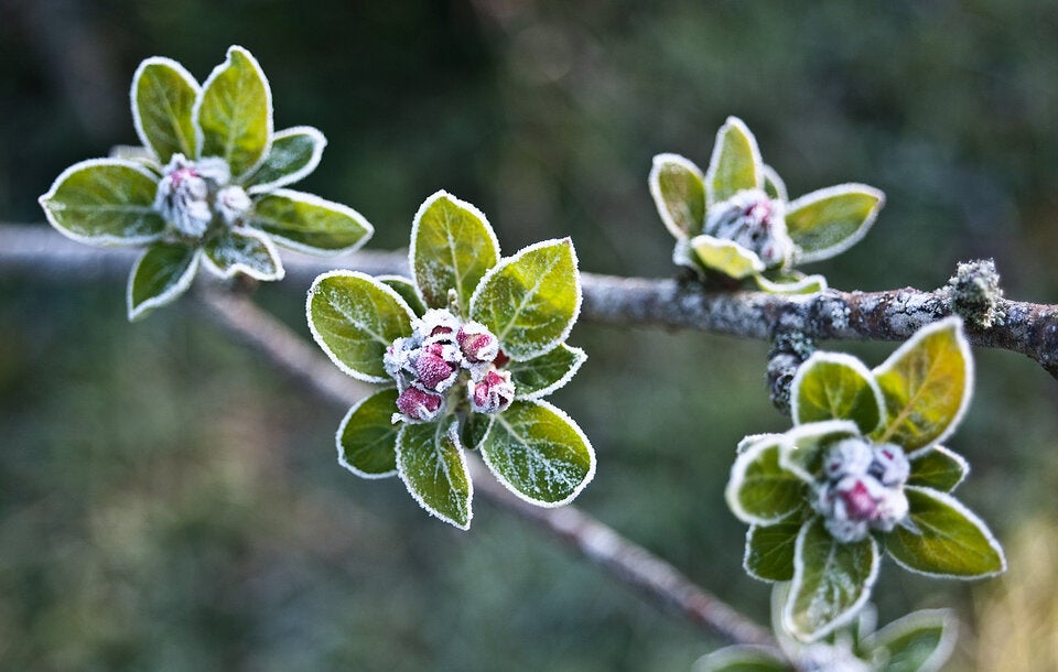 Eisheilige 2026: So schützen Sie Ihre Pflanzen im Mai vor Frost
