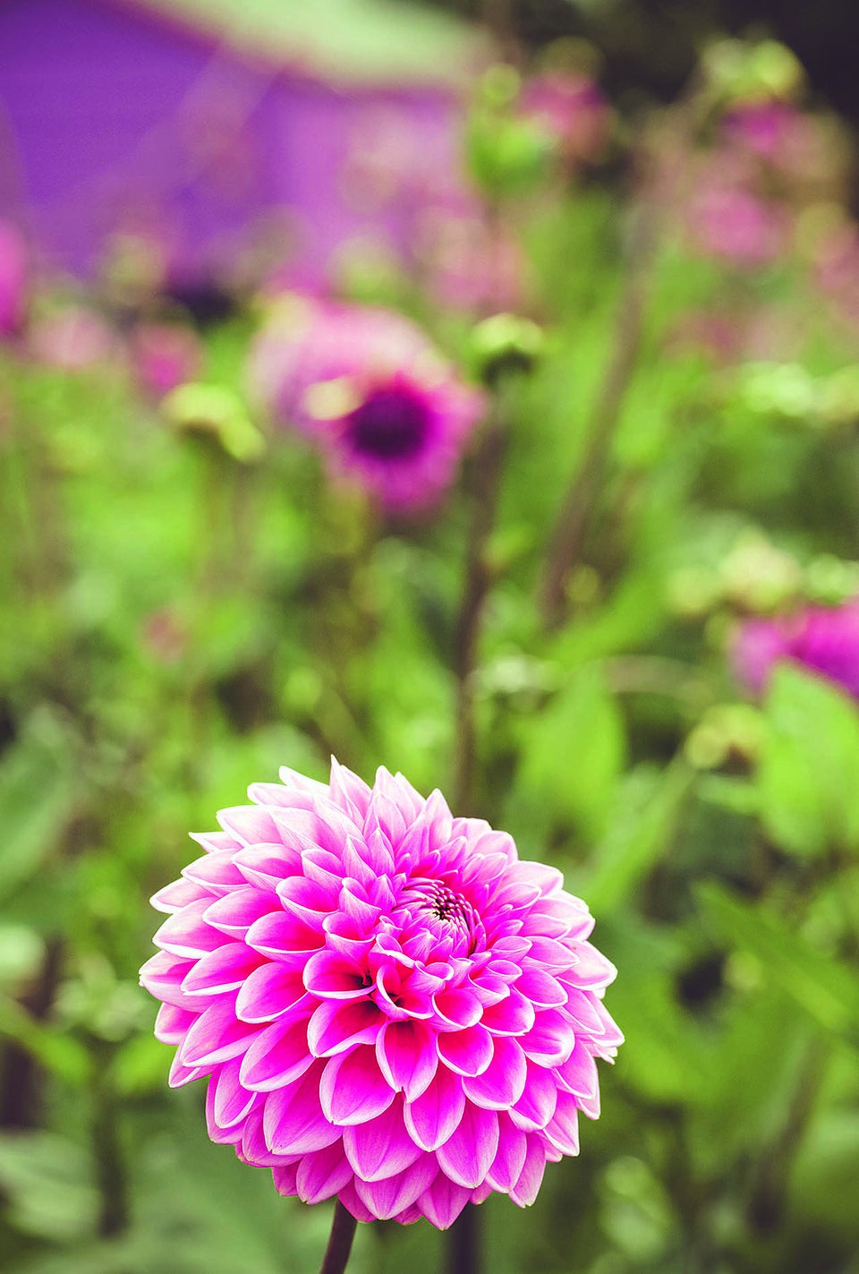 Dahlien: Die Königinnen des späten Sommers