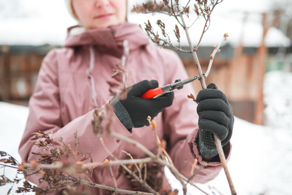 Die wichtigsten Gartenarbeiten, die Sie im Jänner nicht verpassen dürfen
