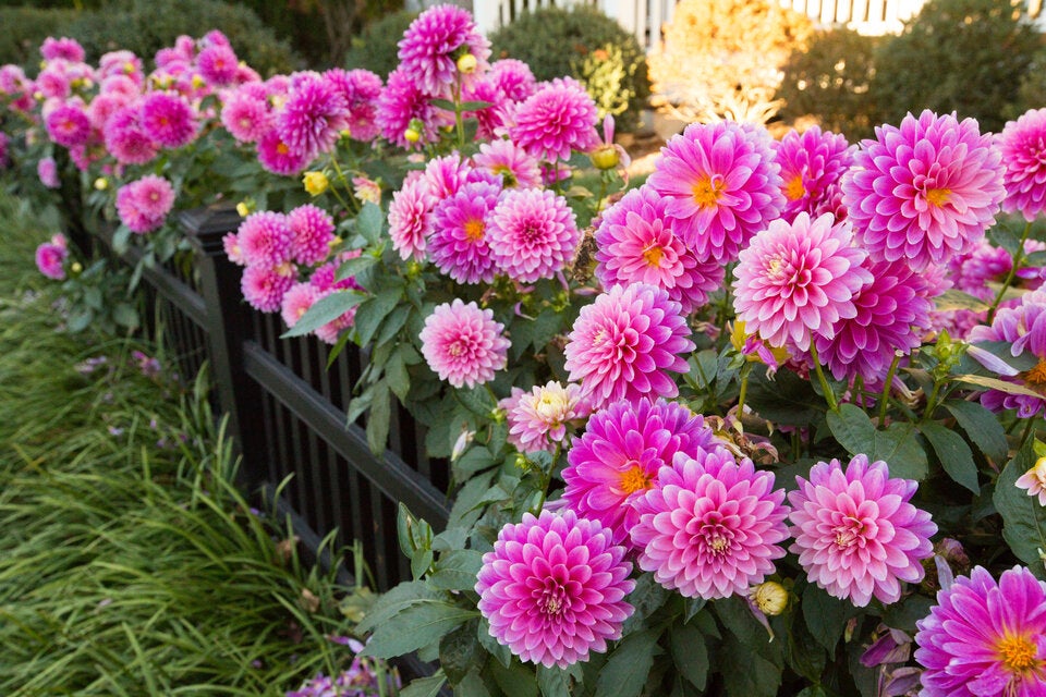 Bunte Blumen verwandeln den Garten in ein Sommer-Paradies