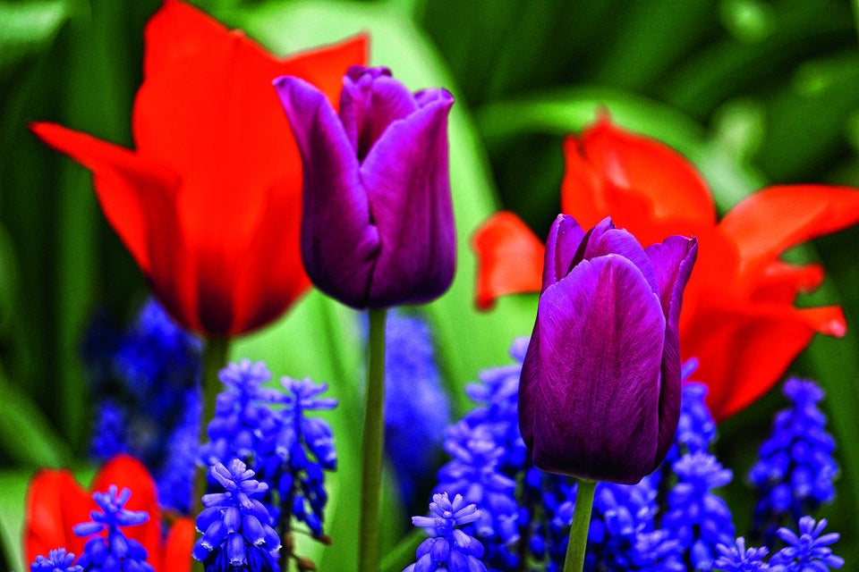 Traumhafte Tulpen: Expertin verrät die besten Tipps für den Garten