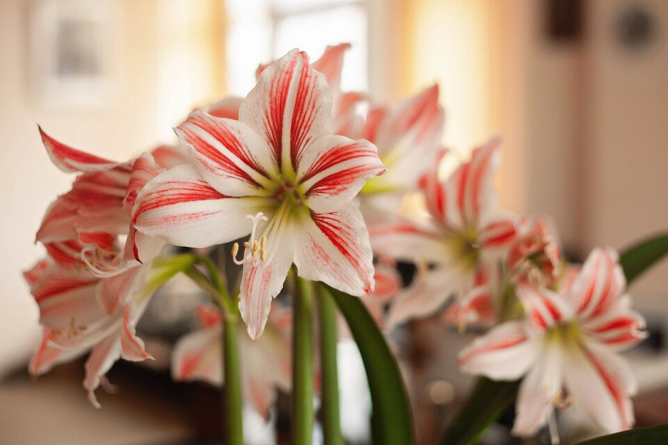 Geheime Liebesbotschaften: Die Bedeutung hinter Valentinstagsblumen