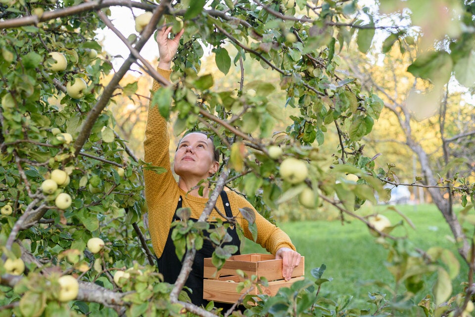 Mit der Kipp-Probe: So erkennen Sie reife Äpfel in Ihrem Garten