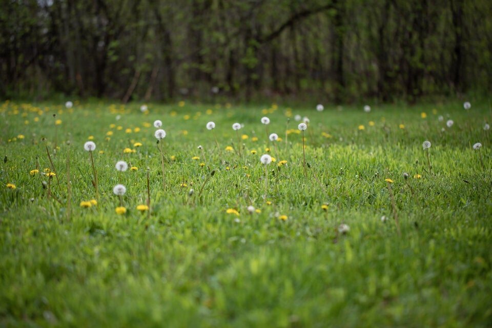 Gärtnern für Faule: So schaffen Sie den perfekten Naturgarten
