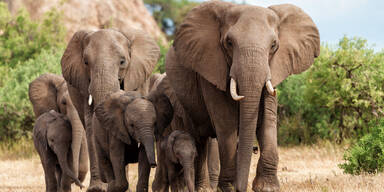 Simbabwe will wegen D&uuml;rre 200 Elefanten t&ouml;ten