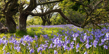 Rittersporn, Hortensie & Glockenblumen sorgen für blaue Magie im Garten
