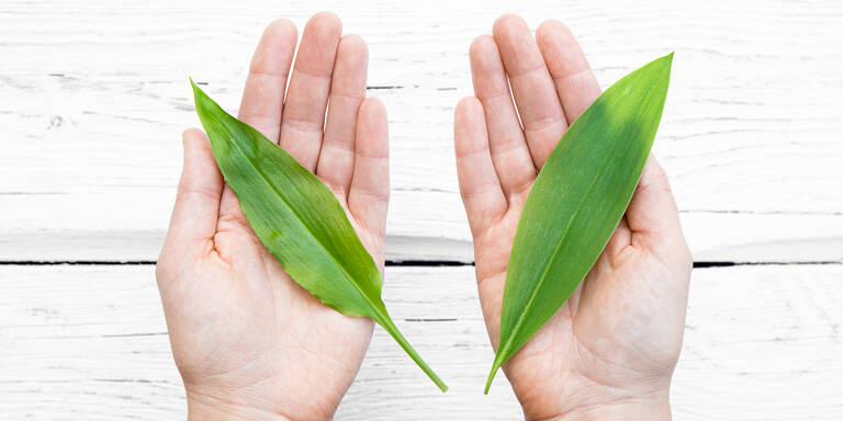 Tödliche Verwechslungsgefahr: So unterscheiden Sie Bärlauch von Giftpflanzen