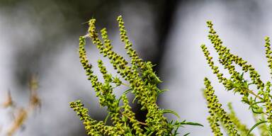 Pollen-Alarm 2025: Deshalb ist die Allergie jetzt so schlimm wie nie