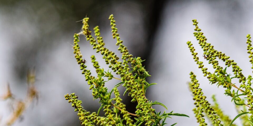 Pollen-Alarm 2025: Deshalb ist die Allergie jetzt so schlimm wie nie