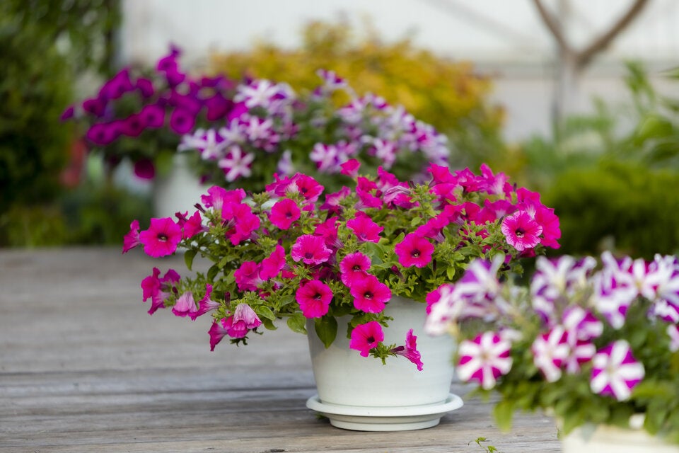 Bunte Blumen verwandeln den Garten in ein Sommer-Paradies