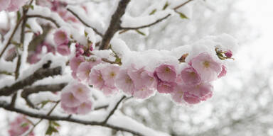 Winterharte Pflanzen: Diese Pflanzen trotzen der K&auml;lte