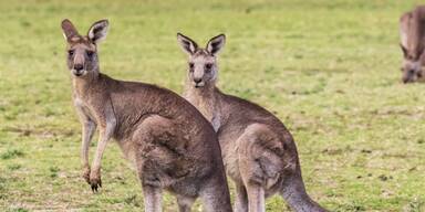 Unbekannter bricht in Zoo ein und enthauptet zwei K&auml;ngurus
