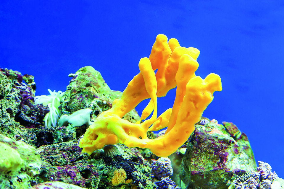 Die besten Tauchspots Kroatiens