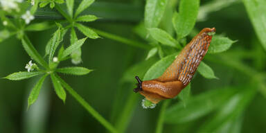Mit diesen cleveren Hausmitteln vertreiben Sie Nacktschnecken im Herbst