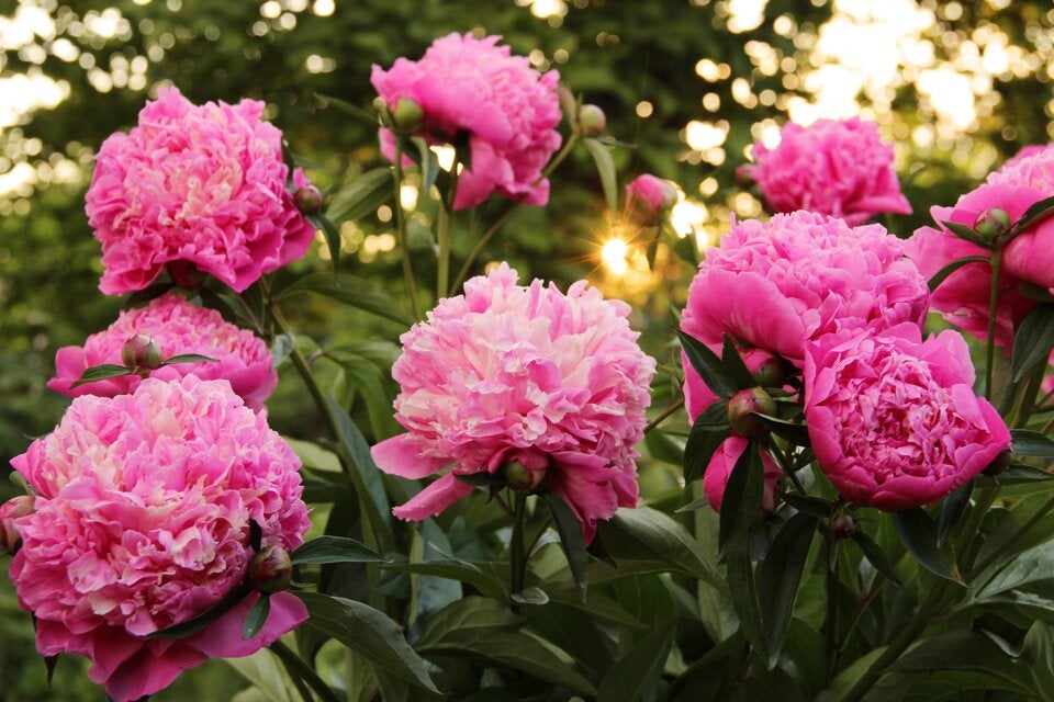 Mai-Blüher: Diese Stauden bringen jetzt Farbe in den Garten