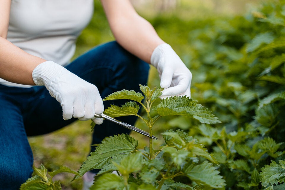 Haare, Haut & Nägel: Warum schwören so viele auf Brennnesseltee?