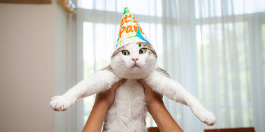 Chaos im Rathaus: Katze verursacht Wasserschaden in H&ouml;he von 325.000 Euro