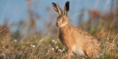 Feldhasen in Gefahr: Jagdverbot wegen Myxomatose