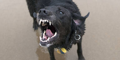 Hund beißt Frau (63) ins Gesicht – schwer verletzt