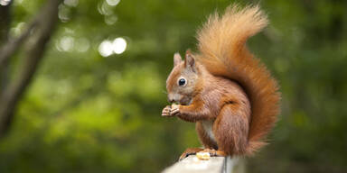 Mann a&szlig; Eichh&ouml;rnchen und starb