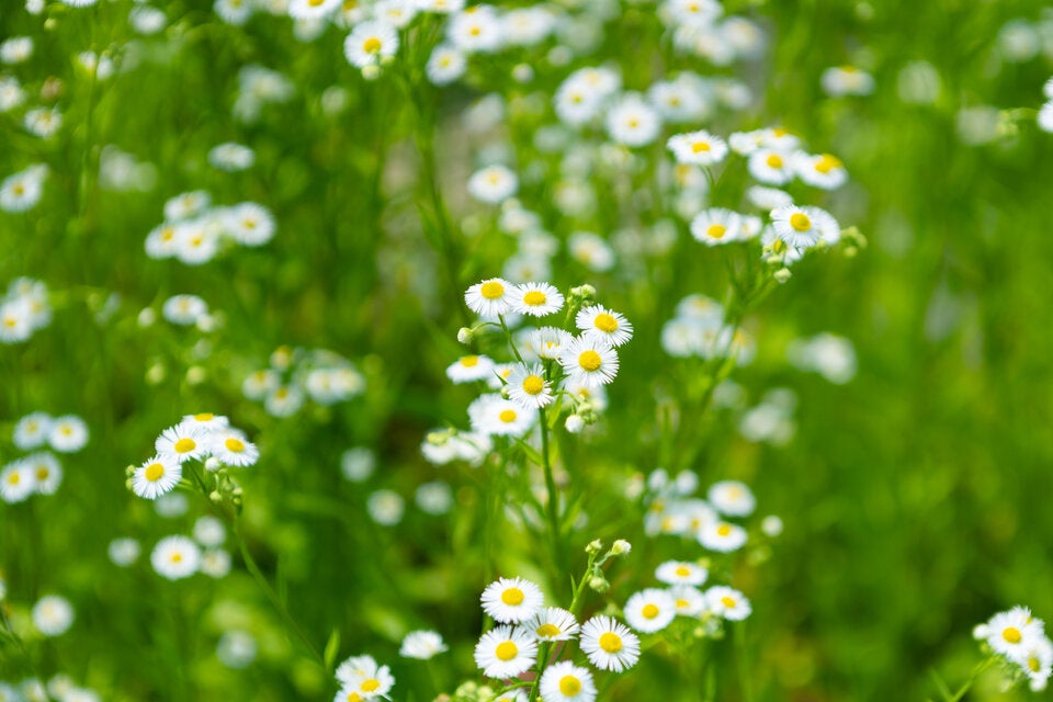 Im Garten: Warum Sie DIESES Gänseblümchen sofort ausreißen sollten